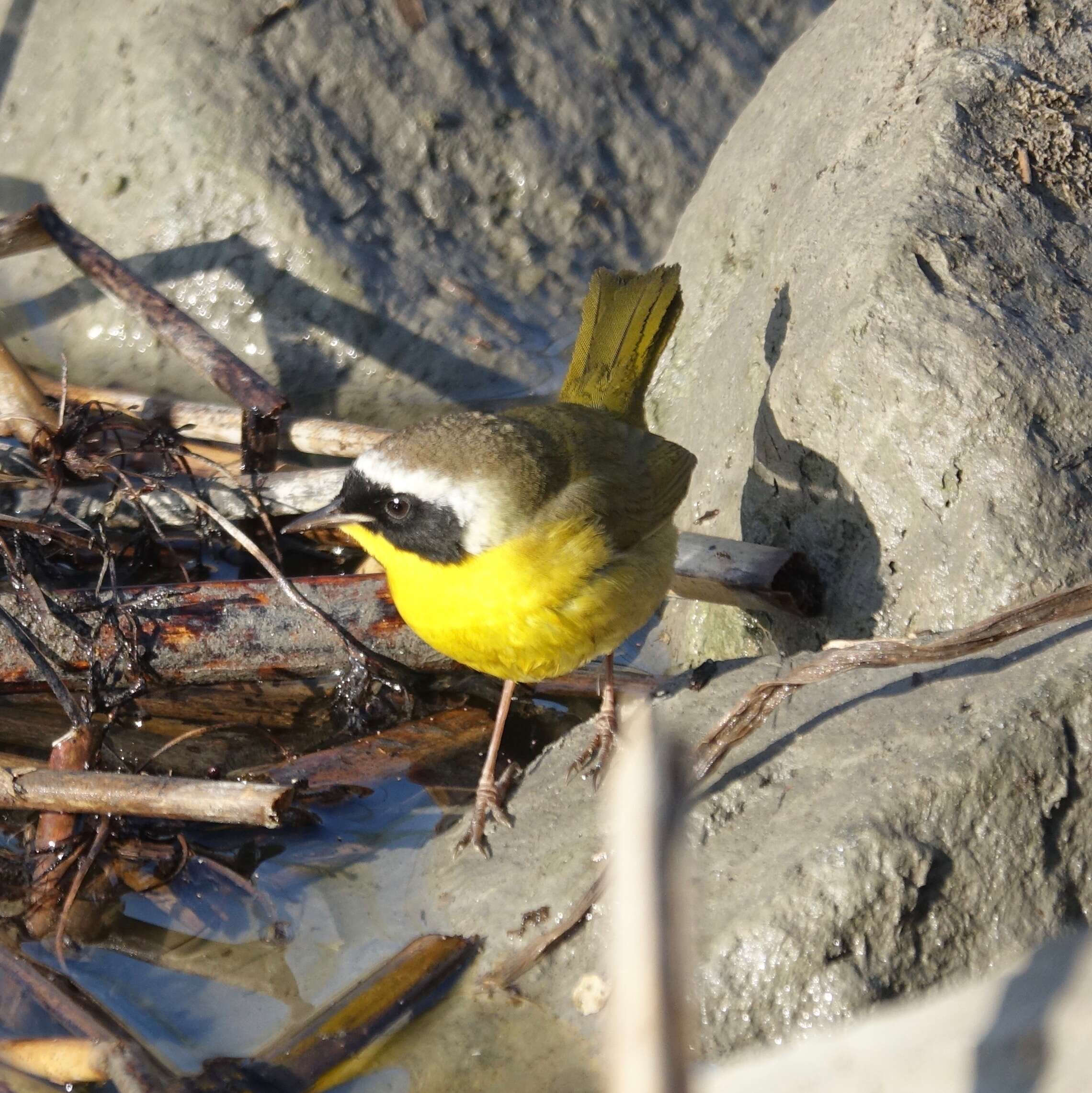 Geothlypis trichas (Linnaeus 1766) resmi