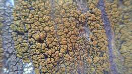 Image of eggyolk lichen