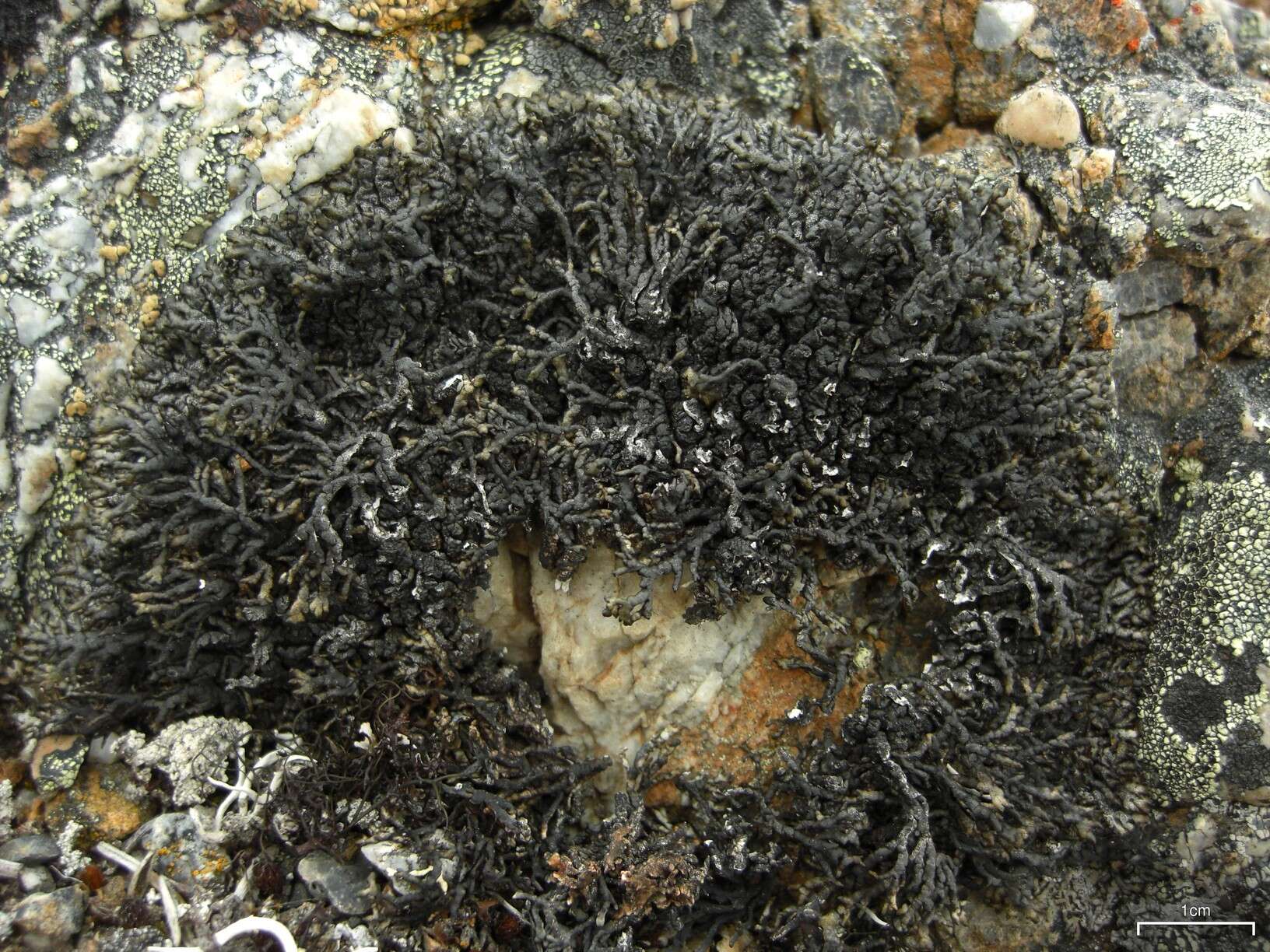 Image of allantoparmelia lichen