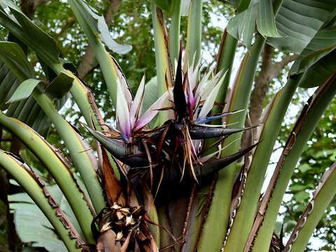 Image of Natal wild banana