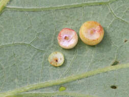 Image of Bur Oak