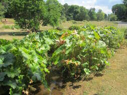 Image of giant rhubarb