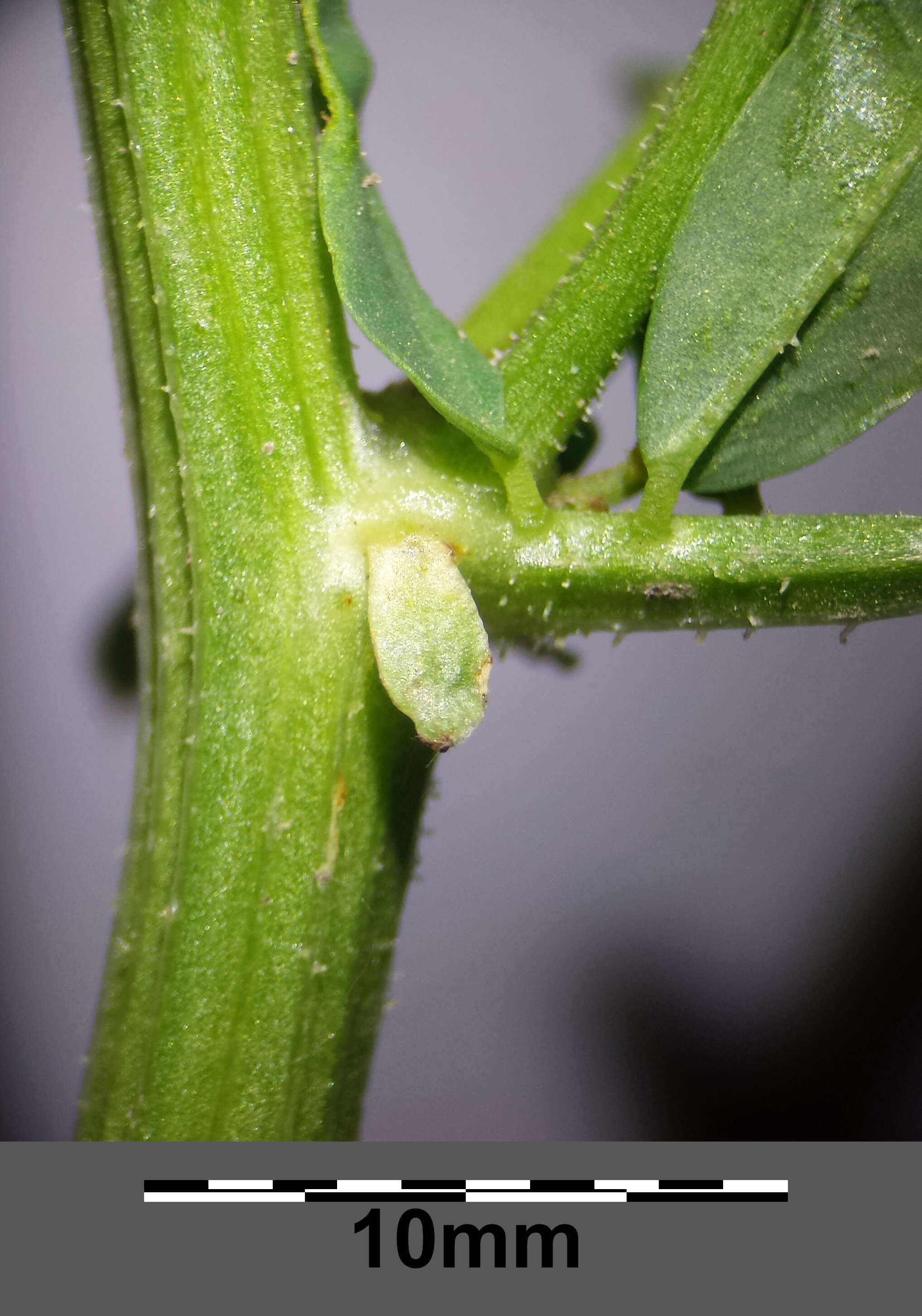 Image of crown vetch