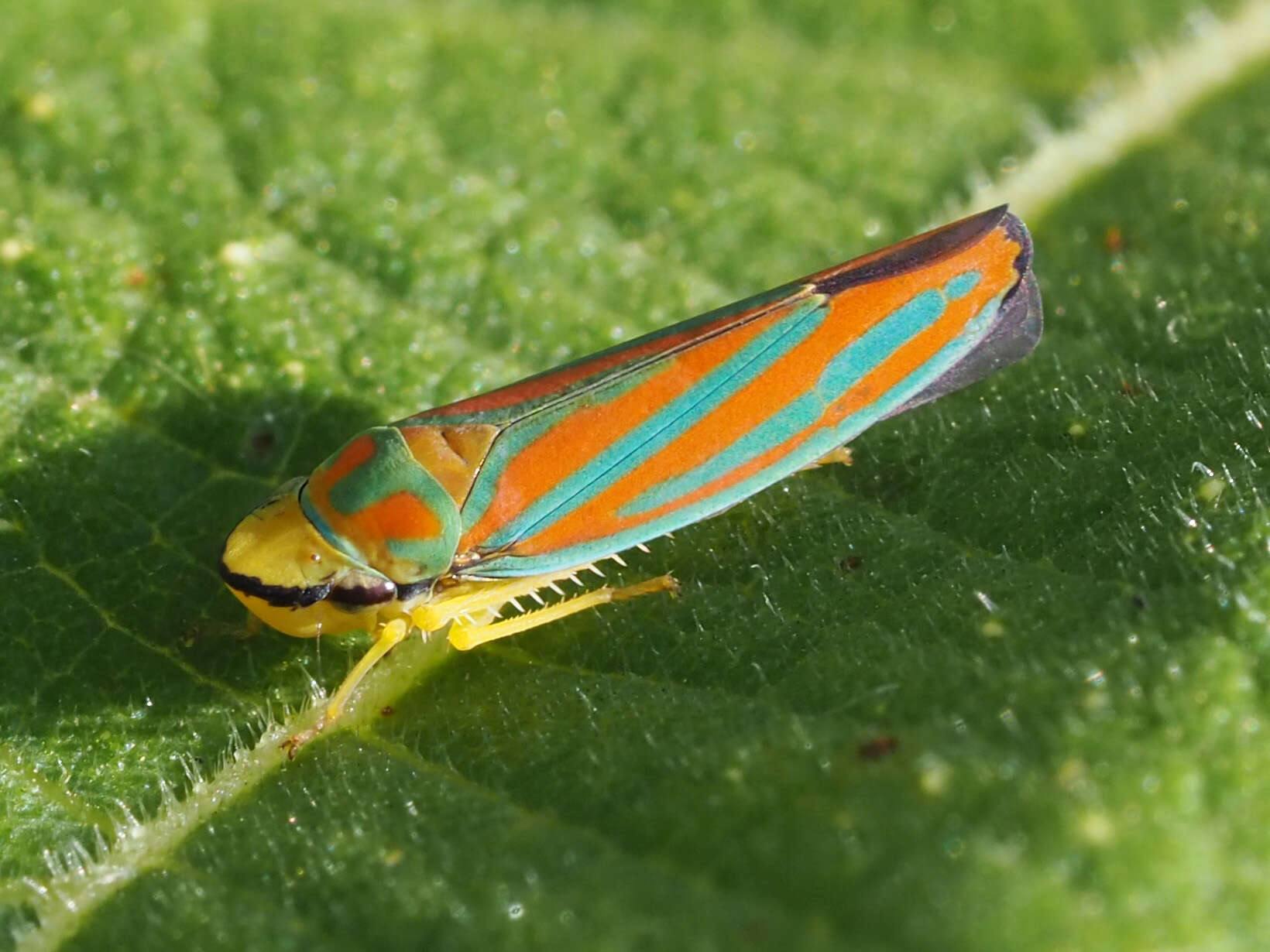 Graphocephala coccinea (Forster & J. R. 1771)的圖片