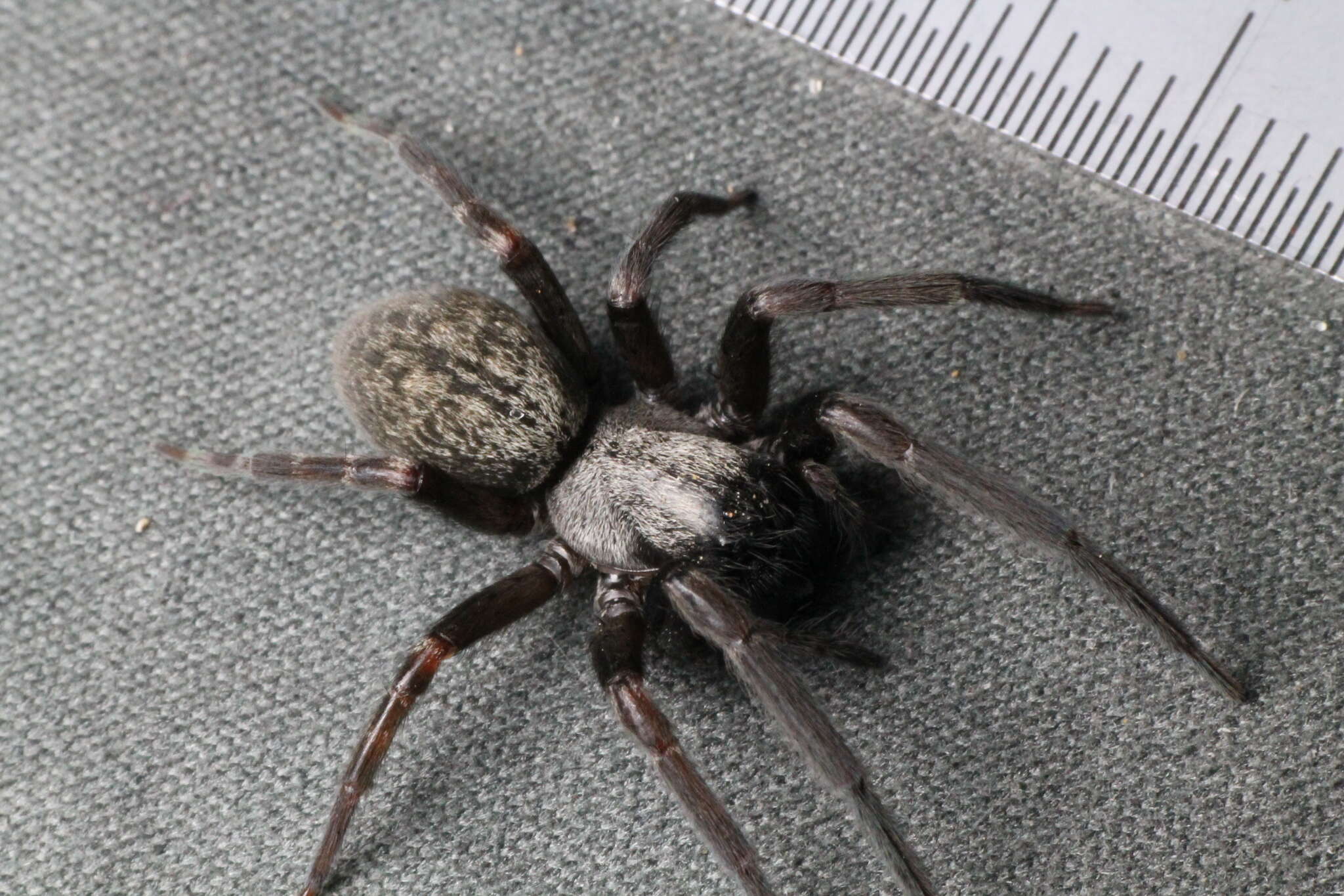 Image of Desid spider