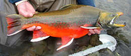 Image of Dolly Varden