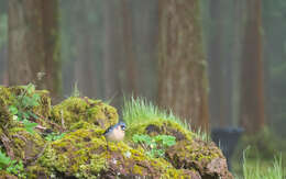 Image of Fringilla coelebs moreletti Pucheran 1859