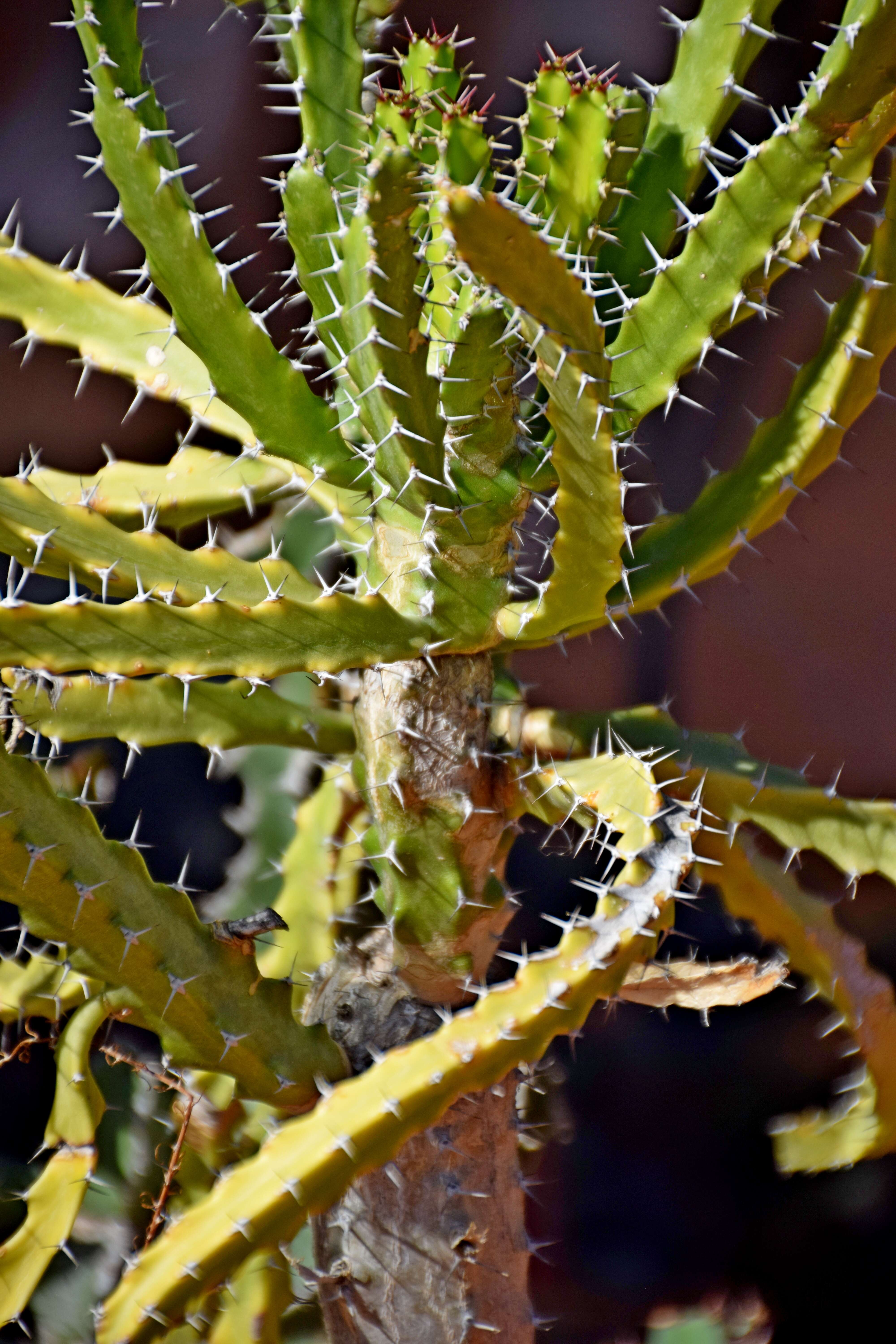 Слика од Euphorbia grandidens Haw.