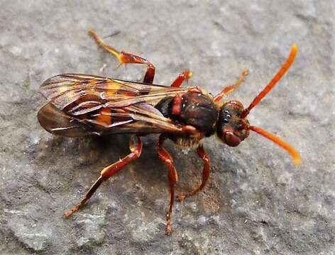 Image of Nomada ruficornis (Linnaeus 1758)