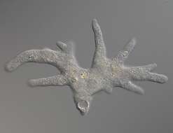 Image of Amoebidae