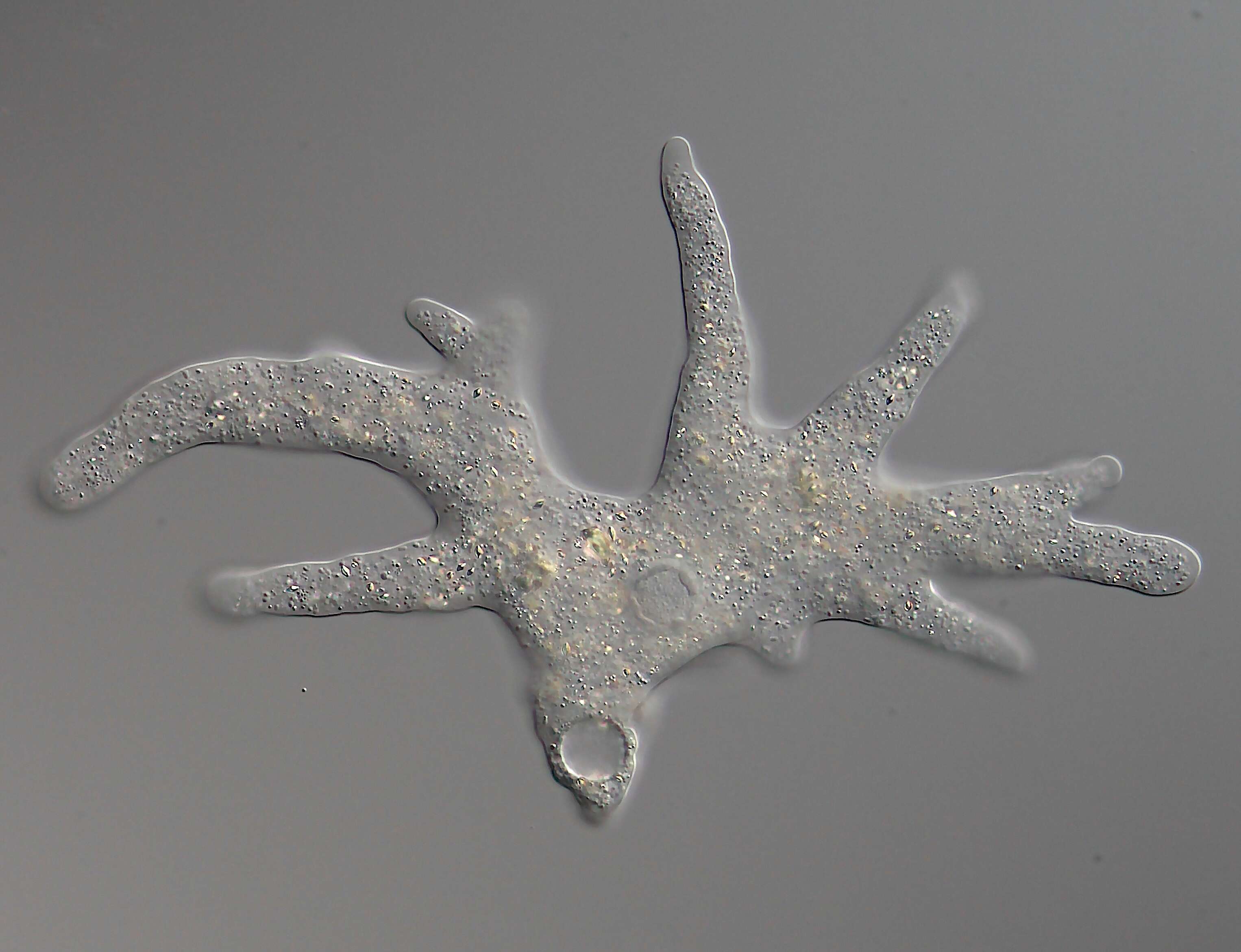 Image of Amoebidae