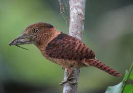 Image of Barred Puffbird