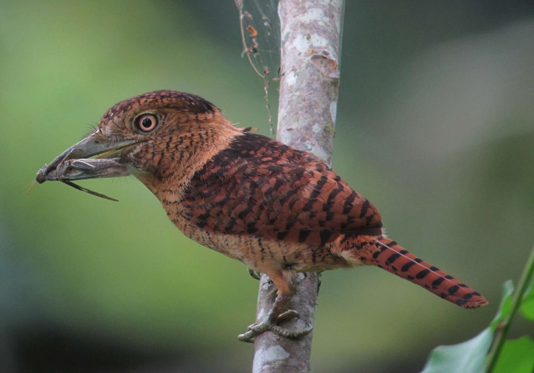 Image of Barred Puffbird