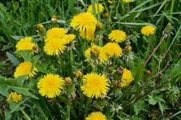 Image of Common Dandelion