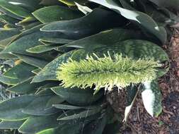 Image of Sansevieria masoniana Chahin.