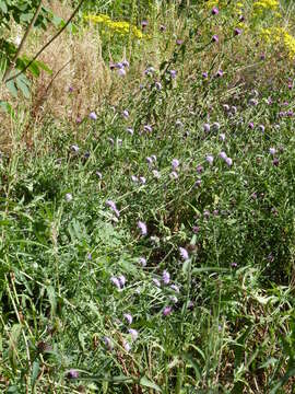 Image of Devil’s Bit Scabious