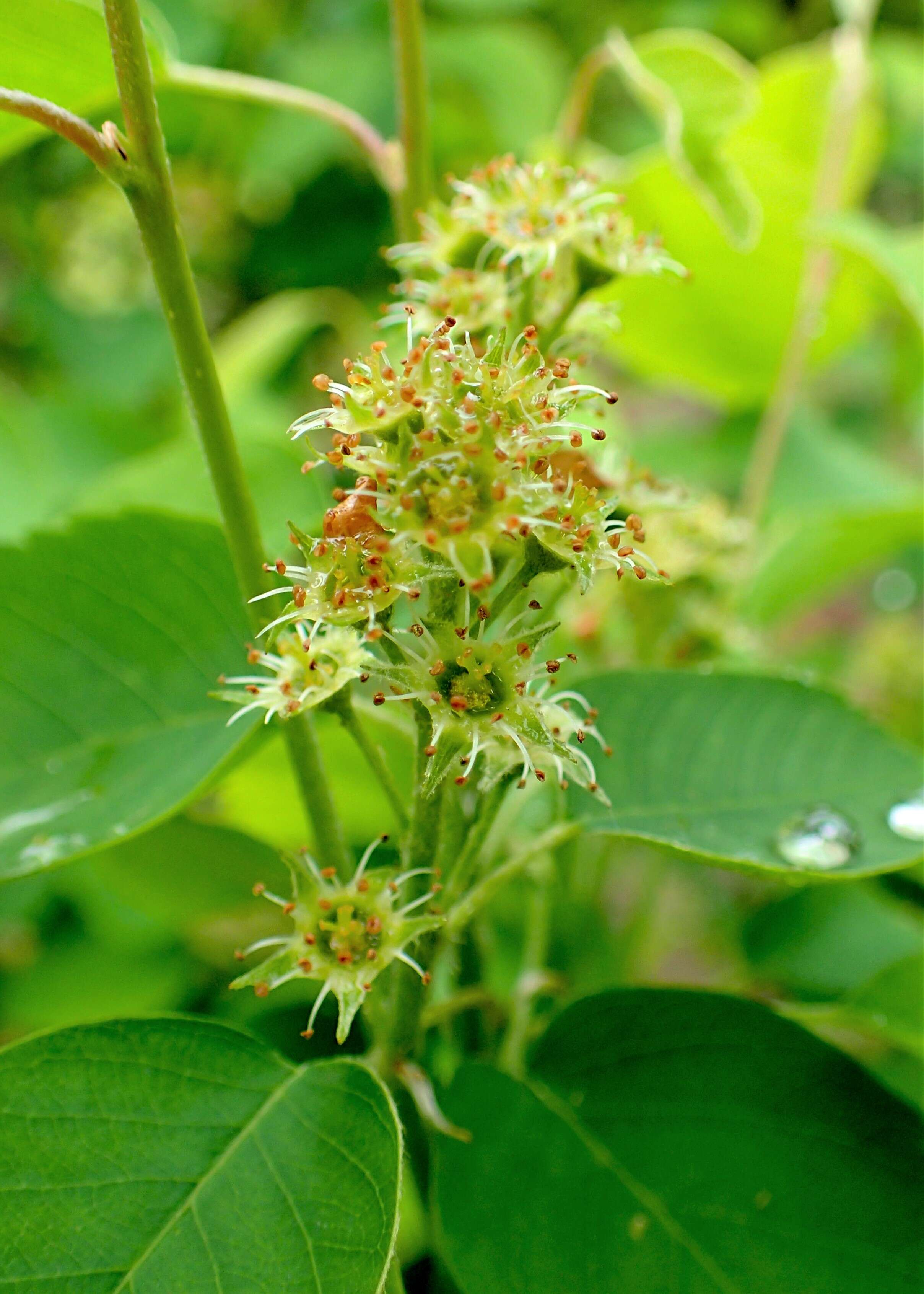 Слика од Amelanchier alnifolia (Nutt.) Nutt.