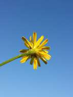 Image of fall dandelion