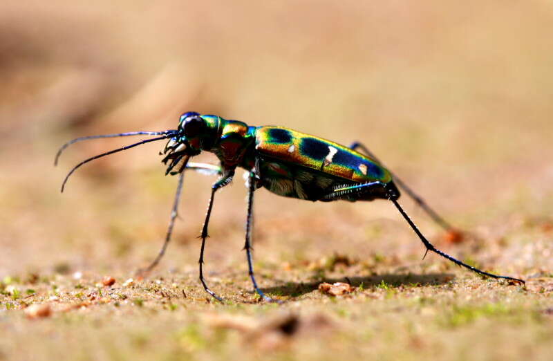 Image of Cicindela (Cosmodela) duponti Dejean 1826