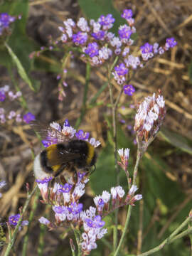 Image of Mediterranean sea lavender