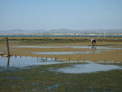 Image of Zostera noltii Hornem.