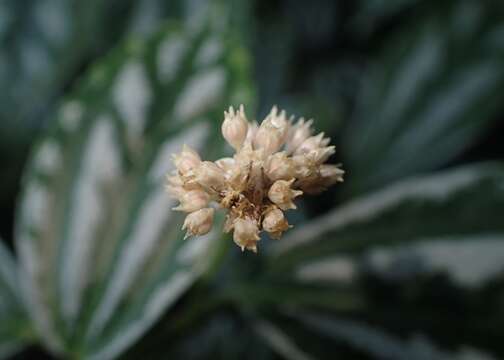 Imagem de Pilea cadierei Gagnep. & Guillaum.