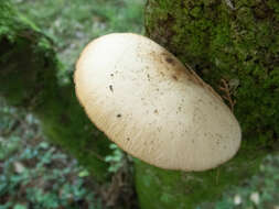 Image of Cyclocybe parasitica (G. Stev.) Vizzini 2014