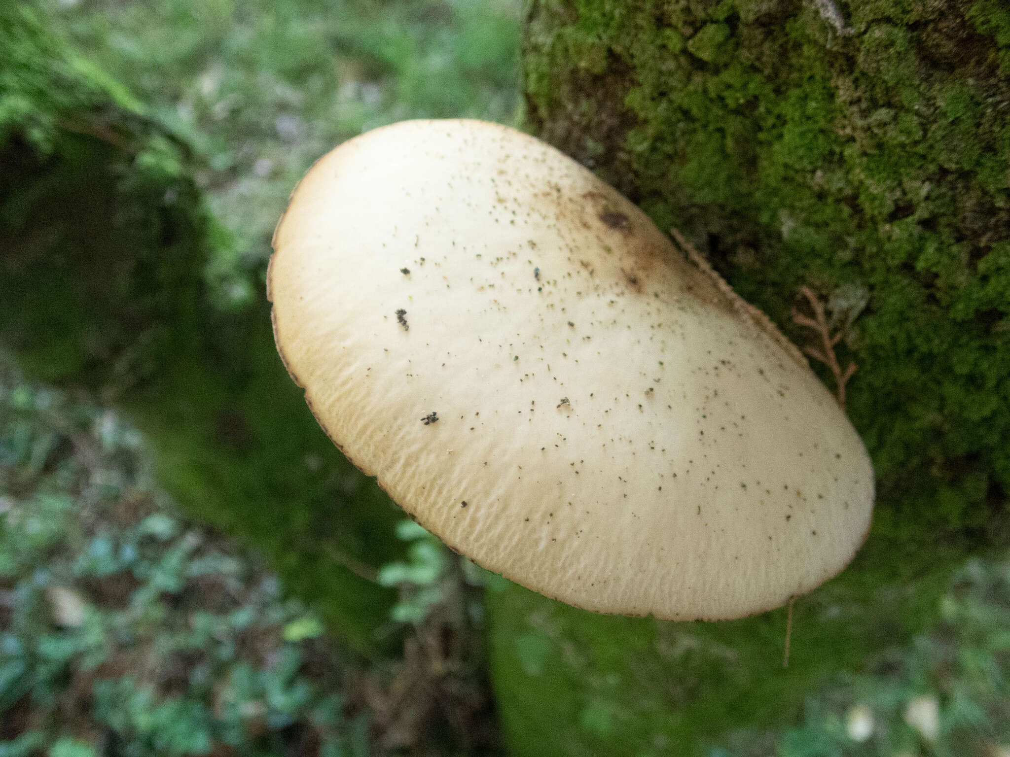 Image of Cyclocybe parasitica (G. Stev.) Vizzini 2014