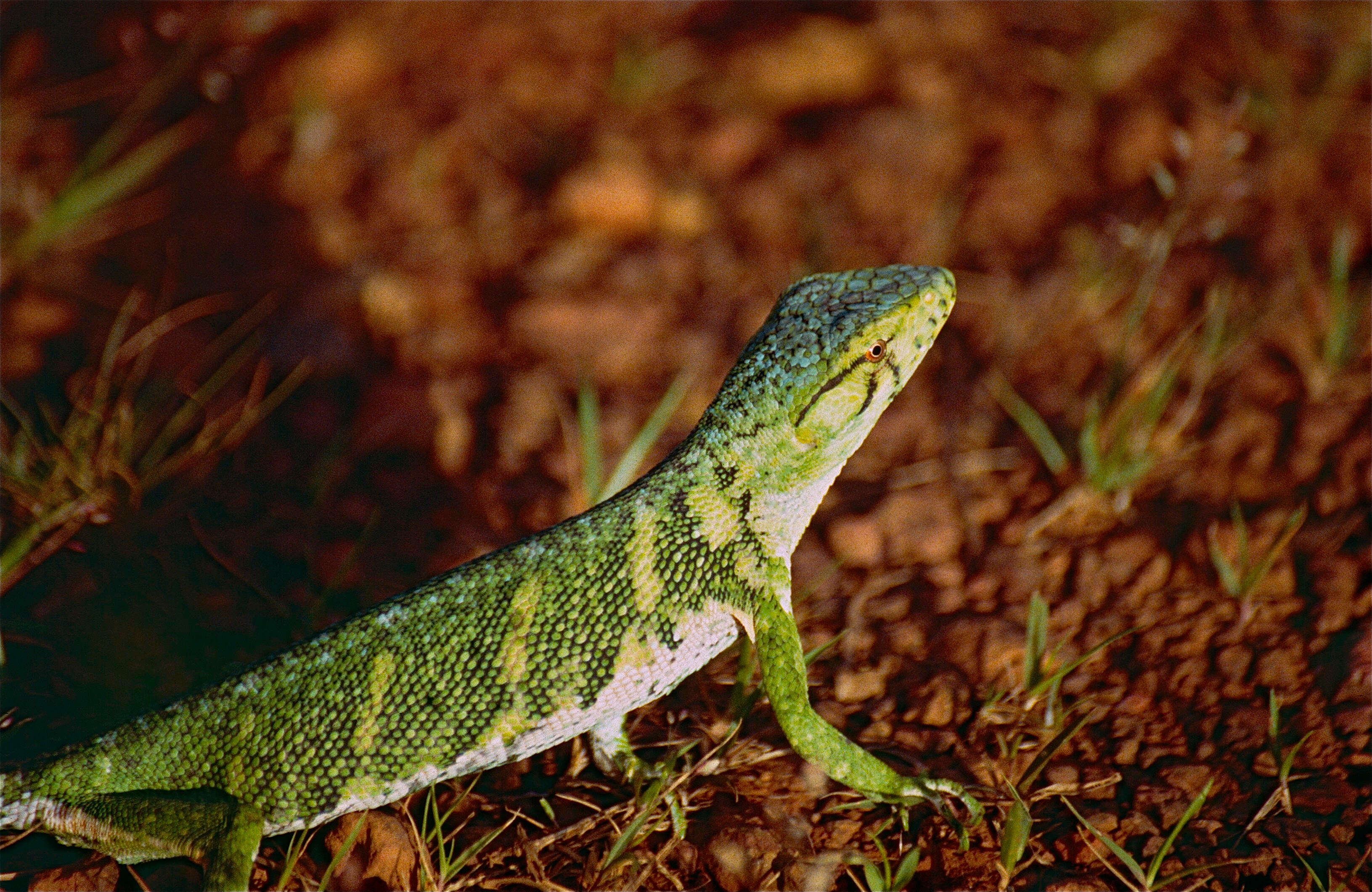 Imagem de Polychrus marmoratus (Linnaeus 1758)