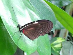 Image of Crimson Patched Longwing