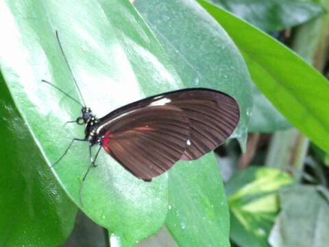 Image of Crimson Patched Longwing