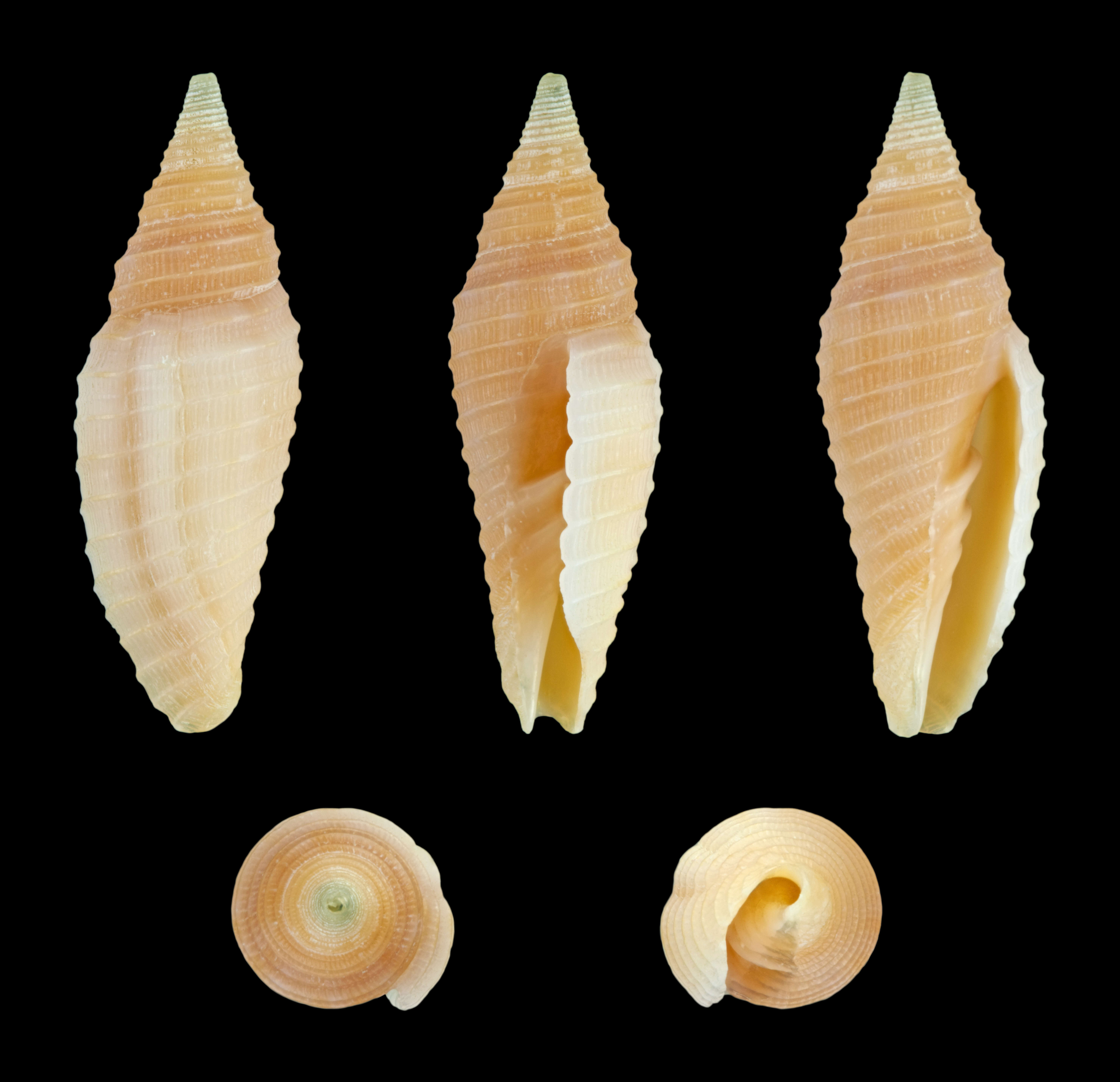 Image of Imbricaria insculpta (A. Adams 1853)