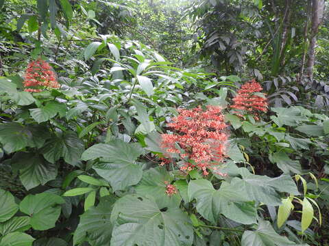 Слика од Clerodendrum paniculatum L.