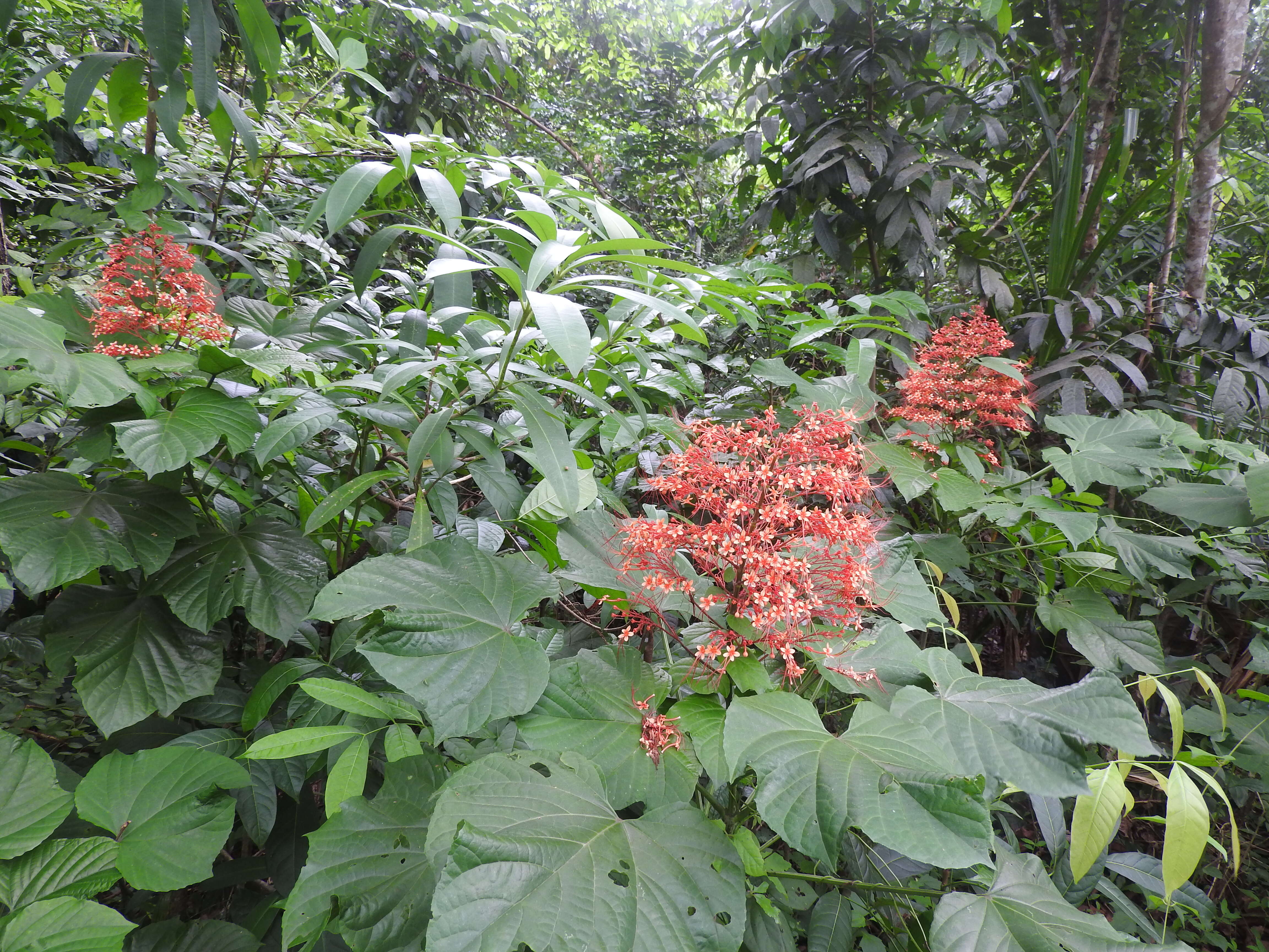 Imagem de Clerodendrum paniculatum L.