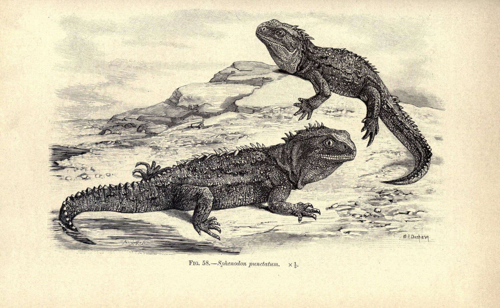 Imagem de Sphenodon punctatus (Gray 1842)