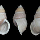 Image of Amphidromus naggsi