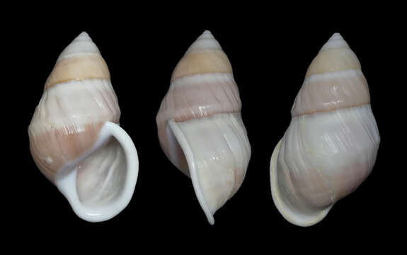 Image of Amphidromus naggsi