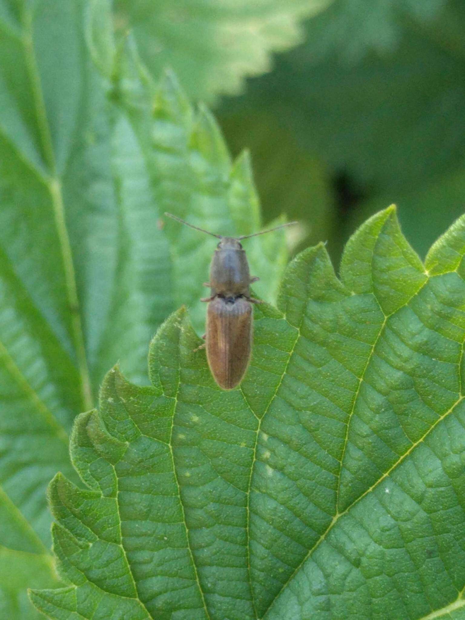 Image of Athous haemorrhoidalis