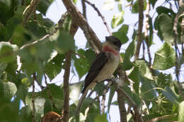 Pachyramphus aglaiae (Lafresnaye 1839) resmi