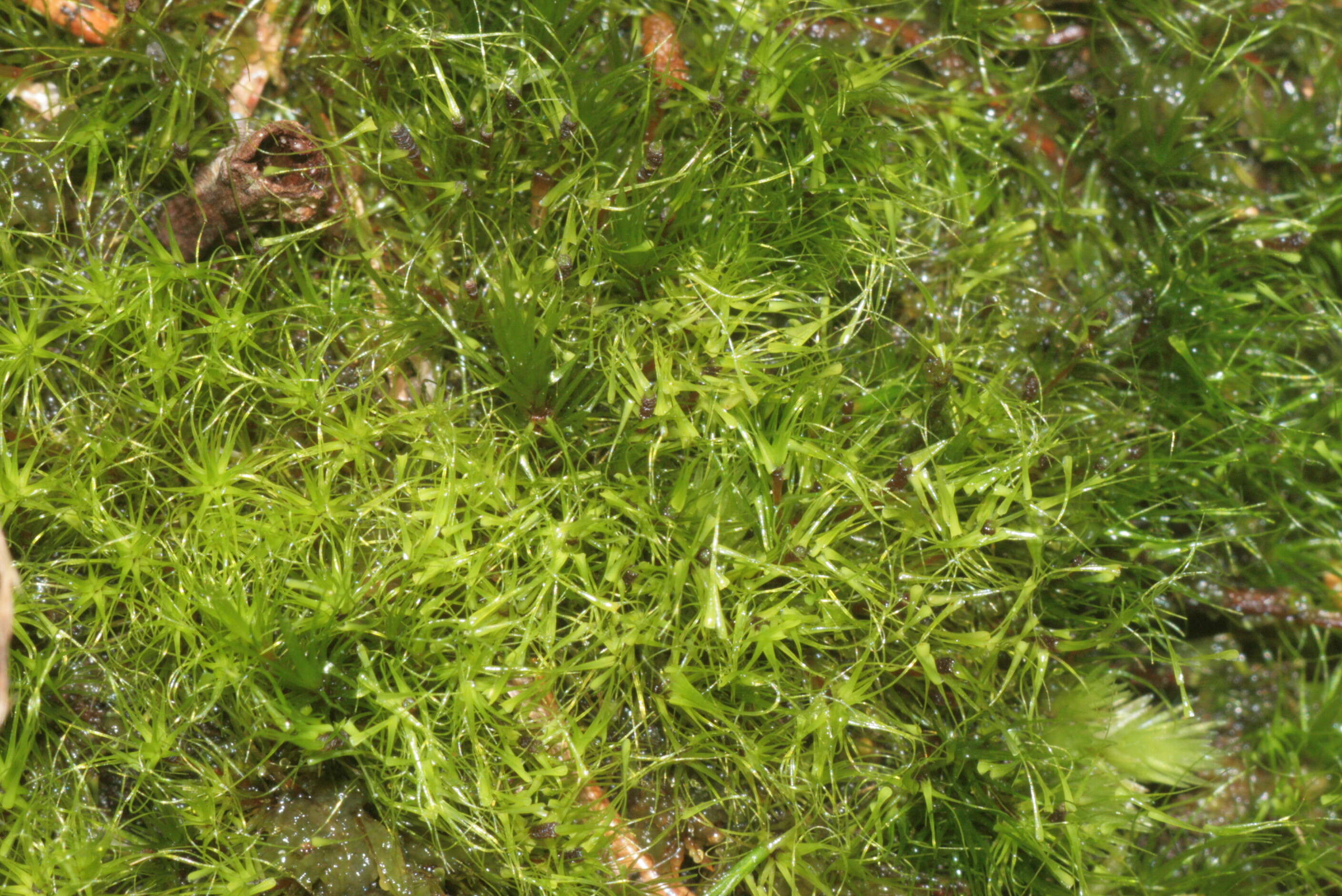 Image of denuded dicranodontium moss