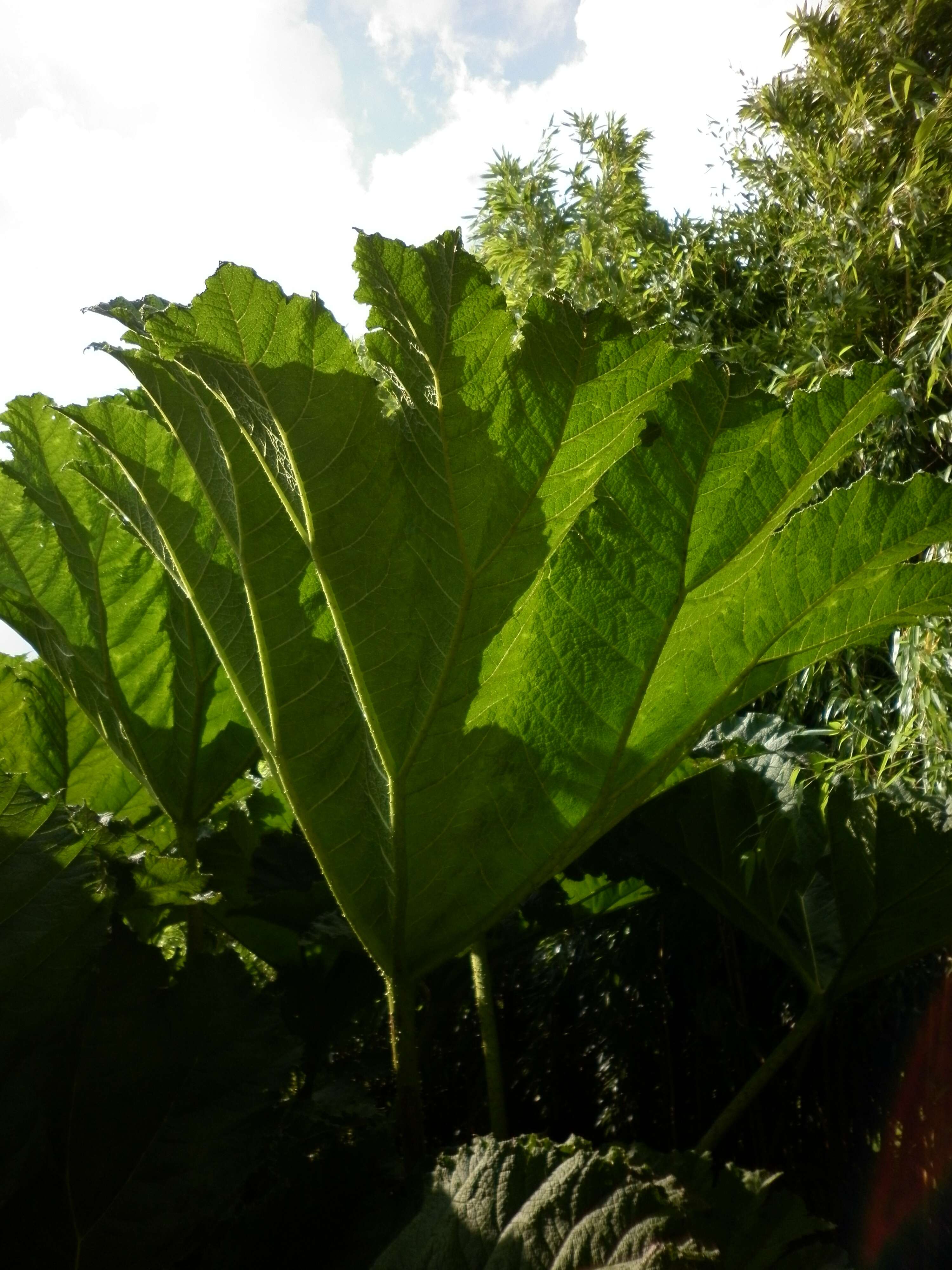 Image of giant rhubarb
