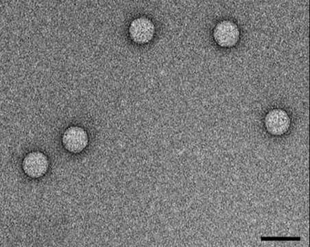 Image of Enterovirus