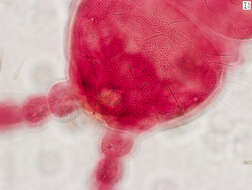 Image of Ceratophysella