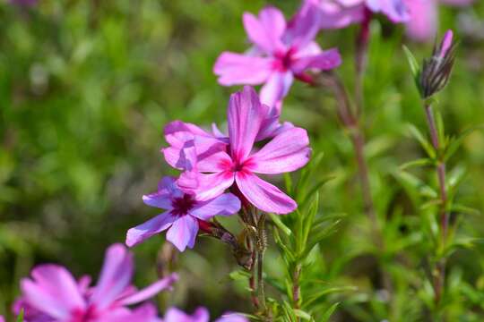 Image of moss phlox