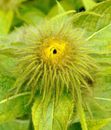 Image of Hooker's inula