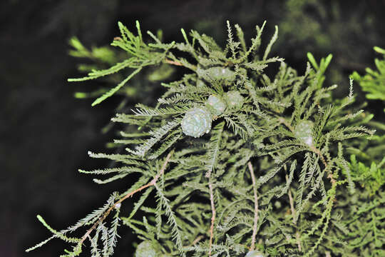 Image of Mexican Cypress