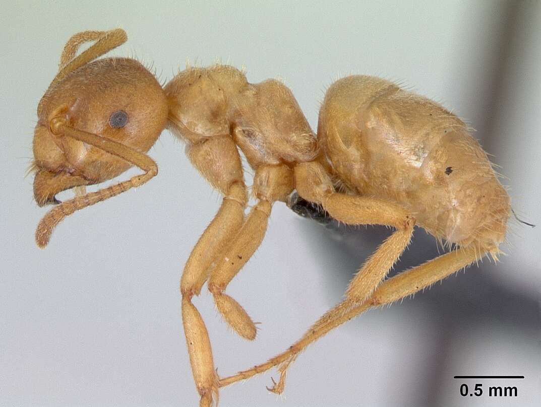 Image de Lasius meridionalis (Bondroit 1920)