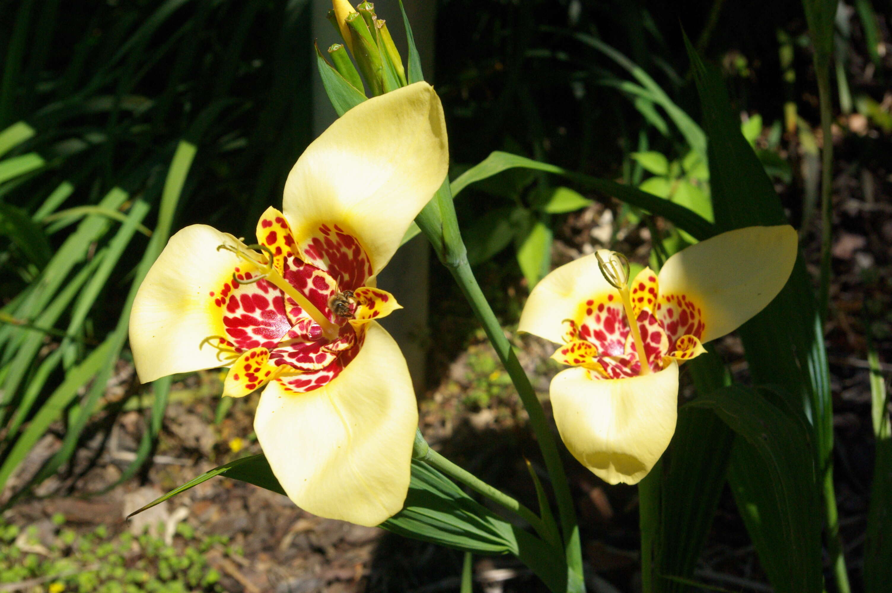 Image of Mexican Shellflower