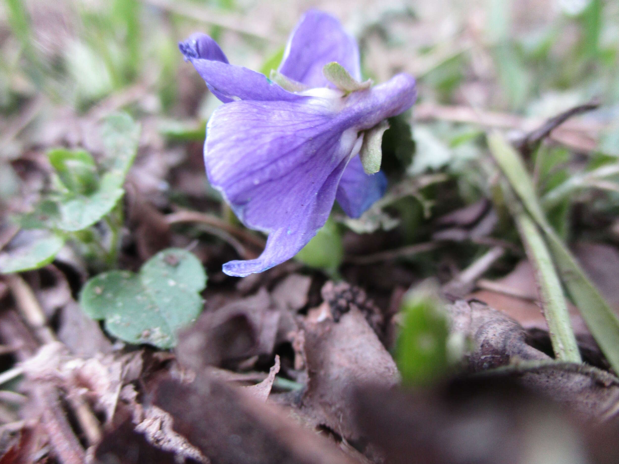 Image of sweet violet