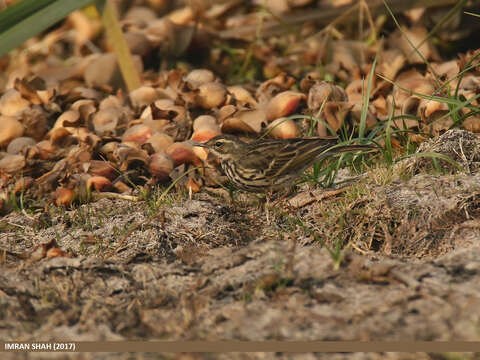 Image of Rosy Pipit